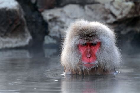 Snow,Monkey,Taking,Bath,With,Hot,Spring,Water,,Nagano,,Japan