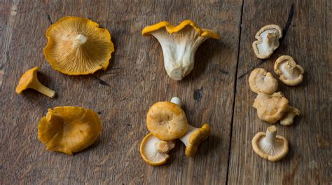 Hunting and Cooking Golden Chanterelle Mushrooms