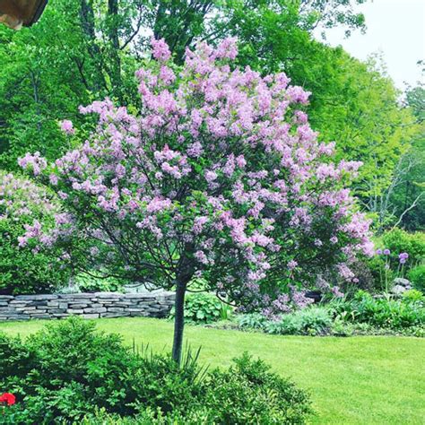 Dwarf Korean Lilac Tree - Garden Center Point