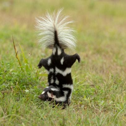 When Do Skunks Have Babies In Texas