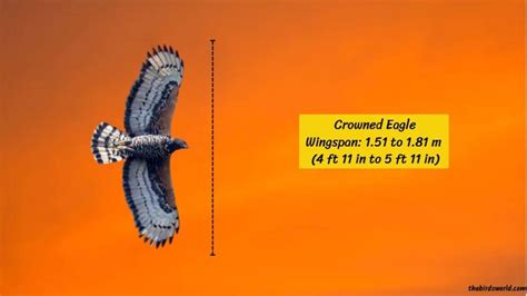 Wingspan Of All Eagles Explained: And Compared With Others?