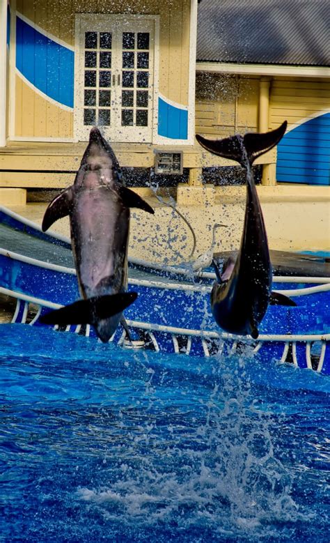 9 Best Ways to SEA Animals at SeaWorld Orlando - Park Savers