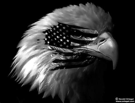 Pride The bald eagle, American flag, American symbol of freedom, Bald eagle, black and white ...