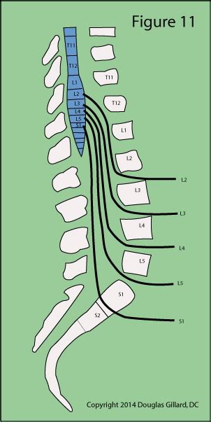 Lumbar Nerve Roots Anatomy