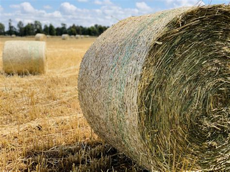 Is Oaten Hay Bad for My Horse's Teeth?