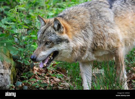 European Grey Wolf (Canis lupus) stalking prey through bushes, Bavarian forest, Germany Stock ...