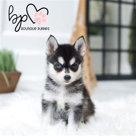 Mini Pomskies – Boutique Pups LLC in 2020 | Pomsky puppies, Teacup puppies, Cute teacup puppies