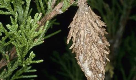 Bag Moth - Control of Bagworm Moth Pests | Kiwicare