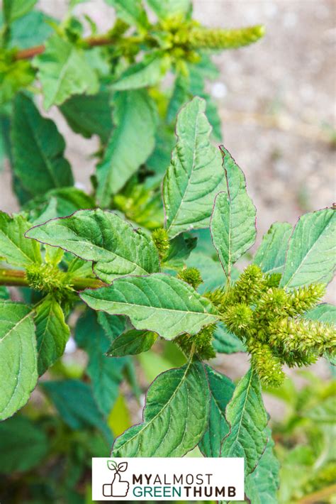 Why Is My Callaloo Plant Dying? Tips for Rescuing Your Dying Amaranth viridis - My Almost Green ...