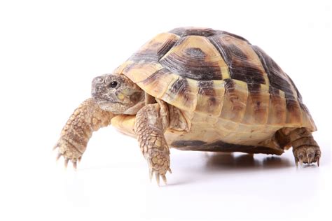 Tortoise On White Background Free Stock Photo - Public Domain Pictures