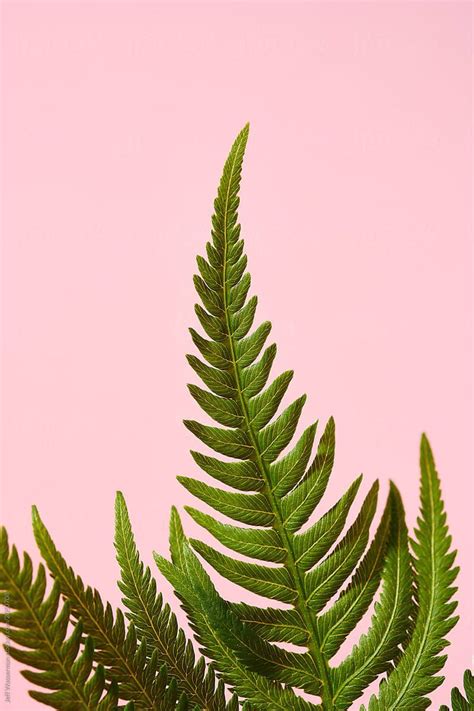 Wild Fern on Pink by Jeff Wasserman - Plant, Fern - Stocksy United | Pink and green wallpaper ...