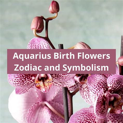 Aquarius Birth Flowers: Violet and Orchid Zodiac Flowers Symbolism