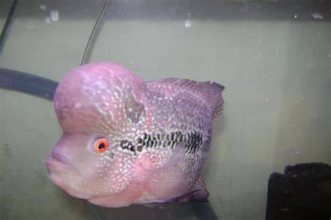 Flowerhorn The Hybrid Cichlids: BiG Kok King Kamfa Flowerhorn - fishyman124