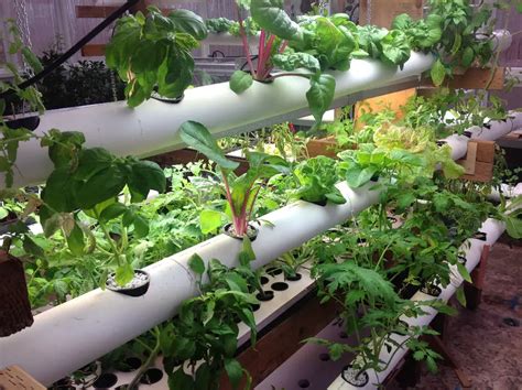 19 DIY Hydroponic Plans You Can Easily Set Up