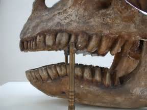 Image*After : photos : dinosaur teeth herbivore horn skull bone hard