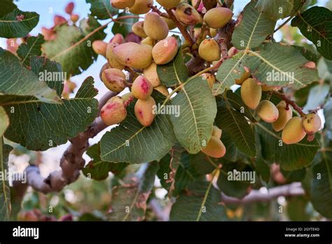 Pistacia vera or pistachio tree with nuts Stock Photo - Alamy