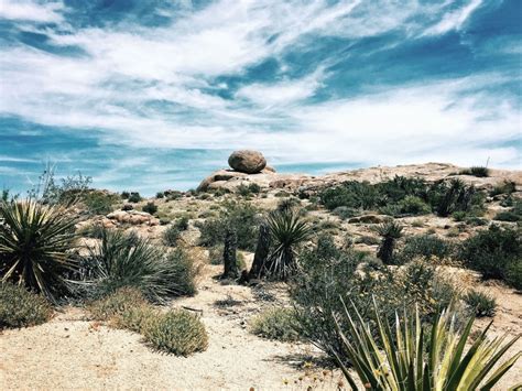 Free picture: desert, landscape, plants, cactus, leaves, sky, dry, rock