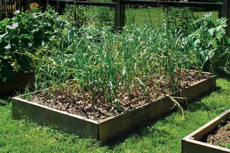 Grow Your Own Garlic - Fine Gardening