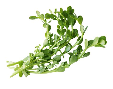 Brahmi leaves - Healthyliving from Nature - Buy Online