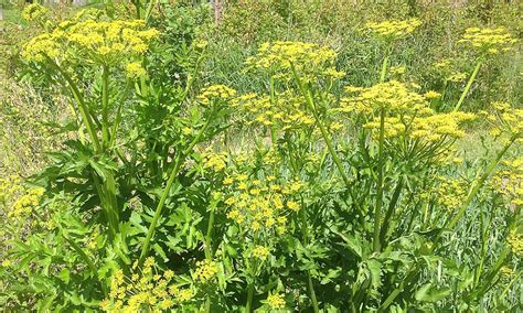 Wild Parsnip: The Devil Along the Roadside - Capital Region Living Magazine