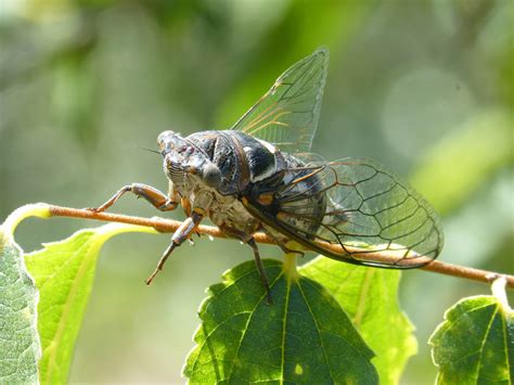 The Sounds of Summer: Insect Choruses - The Laurel of Asheville