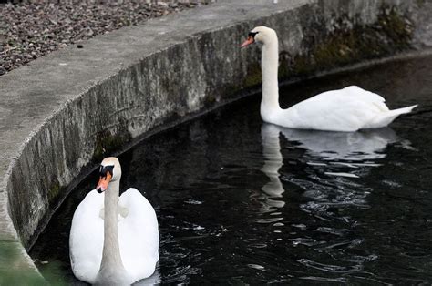 Hatching of Manlius swan babies is imminent, but not today - syracuse.com