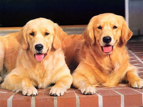 The Golden Retriever,dog - cuteanimalsworld