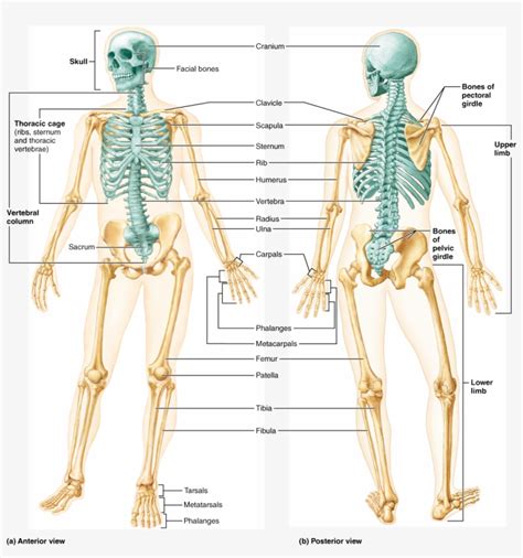 Bones, Part - Human Skeleton Anterior And Posterior View PNG Image ...