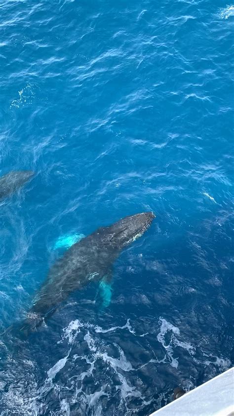 Curious Humpback Whale Pod Brings Us a Show in Antartica—Ever see a Blowhole Rainbow? : r ...