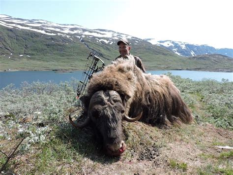 Musk ox hunting