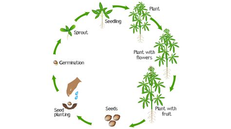 The A-B-C-D of HVAC for Indoor Cannabis Growing Facilities | 2022-03-18 ...