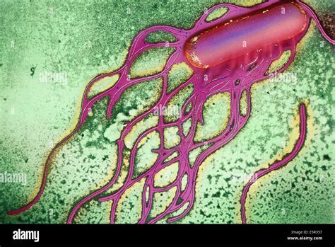 Salmonella Typhi Under Microscope