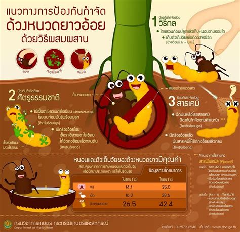 แนวทางการป้องกันกำจัด ด้วงหนวดยาวอ้อย ด้วยวิธีผสมผสาน – ศูนย์วิจัยพืช ...