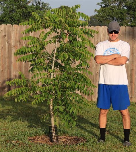 Black Walnut tree - Southern Native Trees