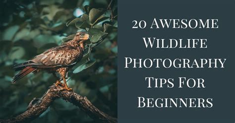 20 Wildlife Photography Tips For Beginners - EditingCorp