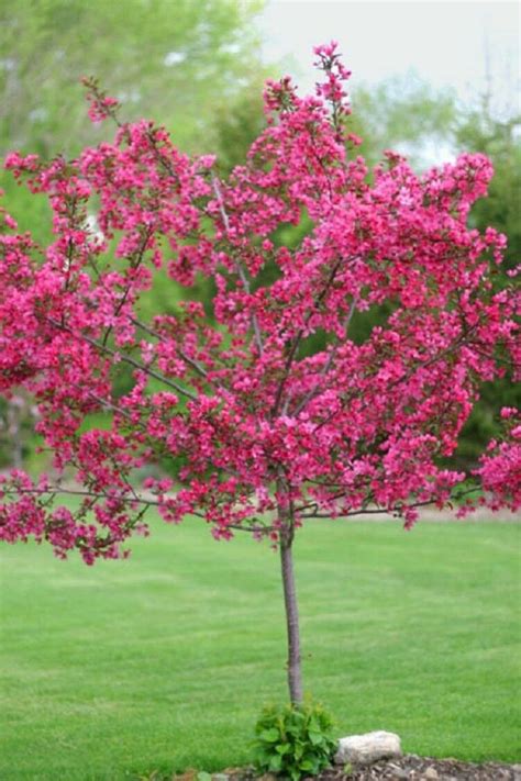 5 Dwarf Pink Dogwood Seeds Tree Cornus Florida Fubra Flowering | Etsy