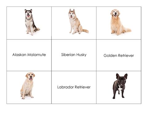 Dog Breeds Quiz: How Well Do You Know The Dog Breeds? | vlr.eng.br