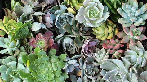 Succulent Wallpapers - Wallpaper Cave