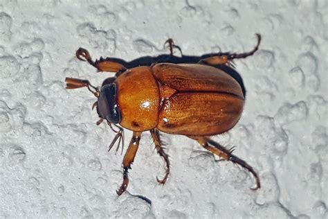 Beetles – Hometown Pest Solutions