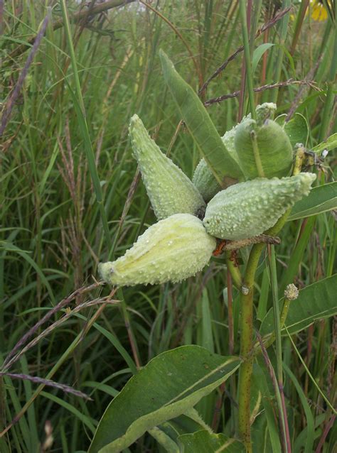 Milkweed Pods, Illinois Prairie Free Stock Photo - Public Domain Pictures