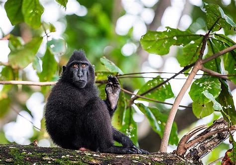 Wallacea Biodiversity Hotspot - WorldAtlas