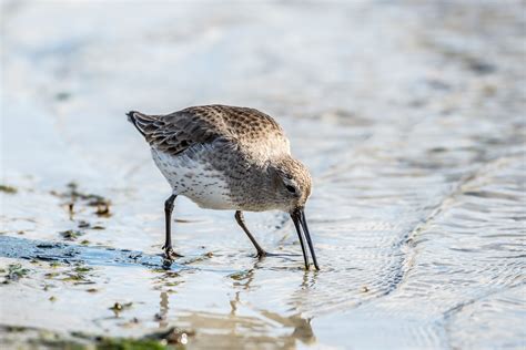 Dunlin | Audubon Field Guide