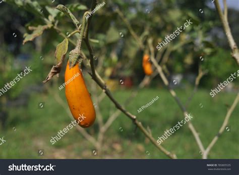 Solanum Melongena Scientific Name This Fruit Stock Photo (Edit Now) 785805535