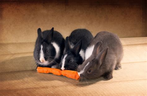Download Carrot Animal Rabbit HD Wallpaper