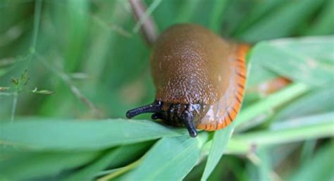 A Large red slug | earthstar