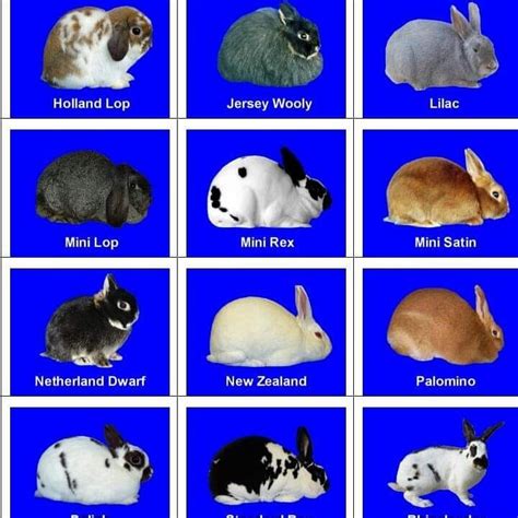 Rabbit breeds - Capricorn Farms Ltd. | Facebook