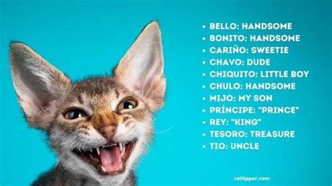 260+ Purr-fecto Spanish Cat Names & Mexican Cat Names