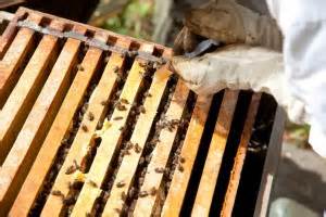 Bee Diseases and Pests | Blain's Farm & Fleet Blog