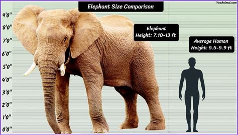 Elephant Height: How Tall Are They Compared To Others?