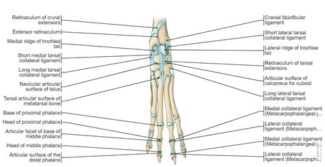 Tarsus Anatomy Of The Dog Normal Anatomy Vet-Anatomy, 57% OFF